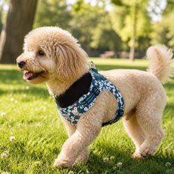 Lightweight Floral Dog Harness with Reflective Safety